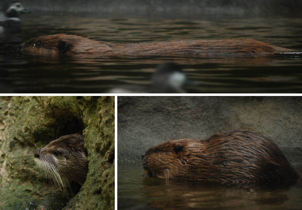 Otter and Beaver