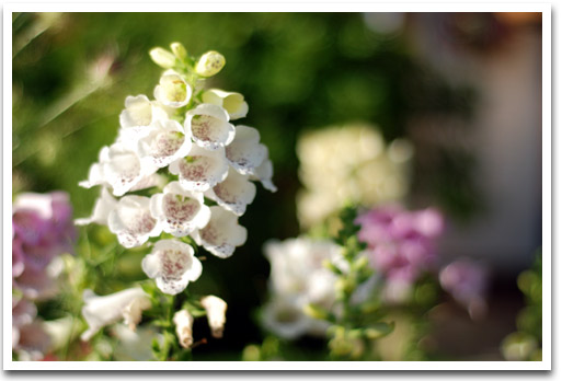 Spring Flowers