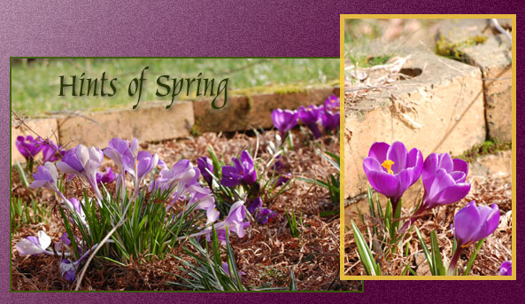 Spring is coming