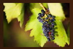 Communion (Eucharist) - Exodus Books
