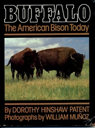 Buffalo