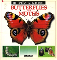 Fascinating World of Butterflies & Moths