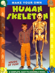 Make Your Own Human Skeleton