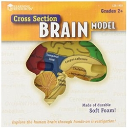 Cross Section Brain Model