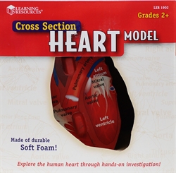 Cross Section Heart Model