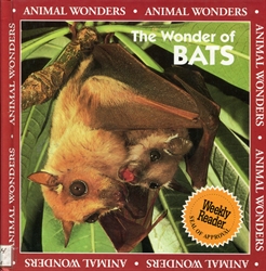 Wonder of Bats
