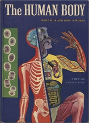 Human Body: What It Is and How It Works