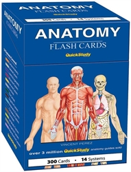 Anatomy Flashcards