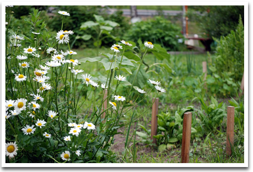 Garden Daisies