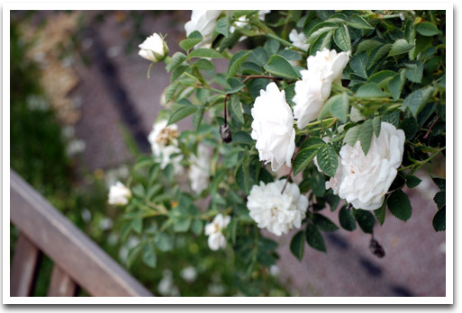 Hedge Roses