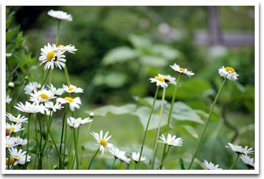 Daisies