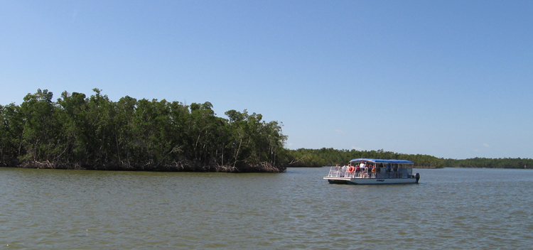 Swamp Tour