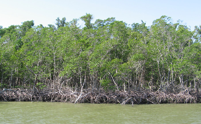 Mangrove Islands