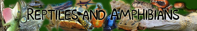 Reptiles & Amphibians