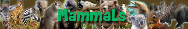 Mammals