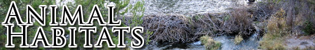 Animal Habitats
