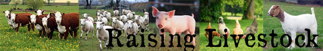 Raising Livestock & Animal Husbandry