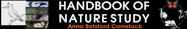 Anna Comstock's Handbook of Nature-Study