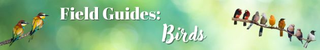Field Guides: Birds