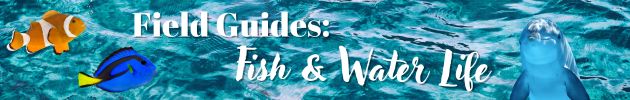 Field Guides: Fish & Water Life