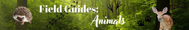 Field Guides: Animals (general)