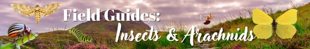 Field Guides: Insects & Arachnids