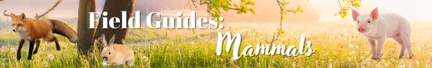 Field Guides: Mammals