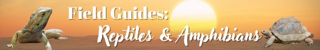 Field Guides: Reptiles & Amphibians