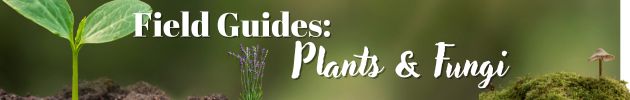 Field Guides: Plants & Fungi
