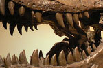 Dinosaurs & Fossils - Exodus Books