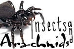 Insects & Arachnids - Exodus Books