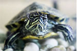 Reptiles & Amphibians - Exodus Books