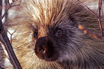 Mammals - Exodus Books