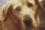 Animal Stories: Realistic - Exodus Books