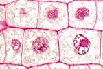 Genetics & Microscopic Life - Exodus Books