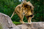 Favorite Animals - Exodus Books