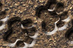 Pet Care - Exodus Books
