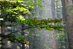 Ecology - Exodus Books