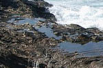 Seashore & Tidepools - Exodus Books