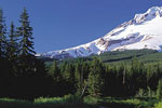 Forests & Mountains - Exodus Books