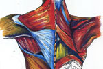 Anatomy Coloring Books