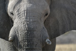 Elephant Books - Exodus Books