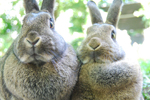 Rabbit Books - Exodus Books