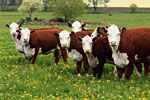 Raising Livestock & Animal Husbandry - Exodus Books
