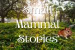 Small Mammal Stories