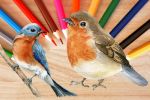 Bird Coloring Books - Exodus Books