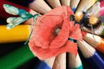 Insect Coloring Books - Exodus Books