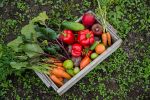 Fruit & Vegetable Gardening - Exodus Books