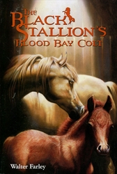 Black Stallion's Blood Bay Colt