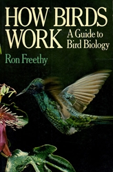 How Birds Work